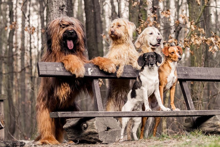 Dogs gathering on a bench 