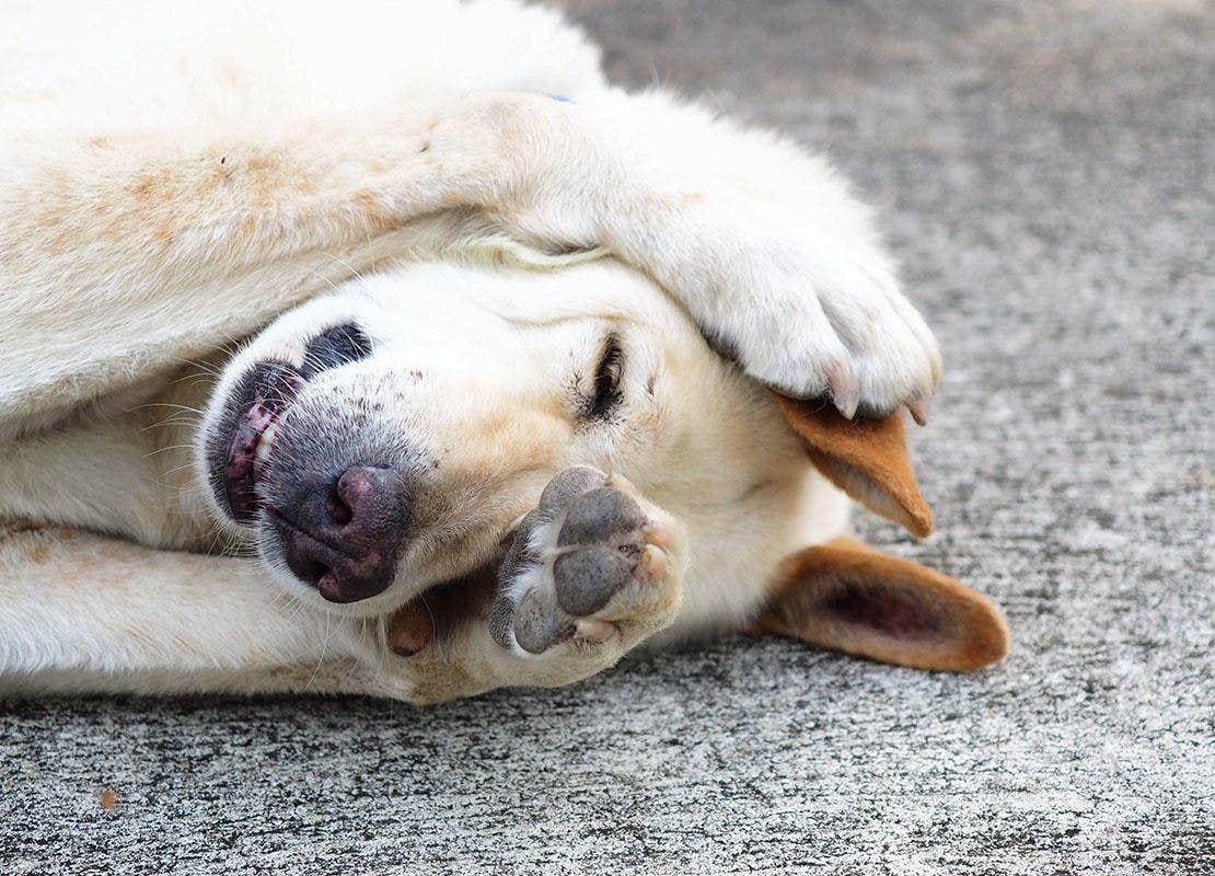 Lying dog hides his face with his paws
