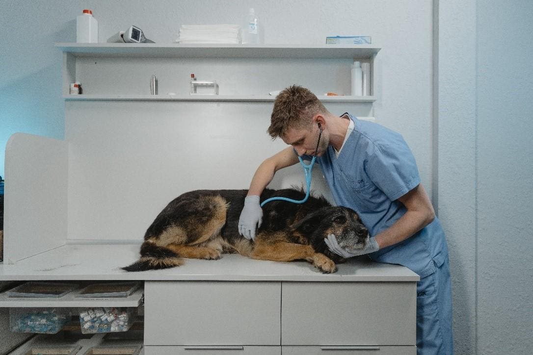 cane al veterinaio