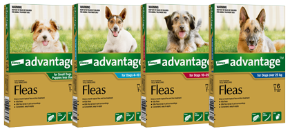 Flea treatments nz deals