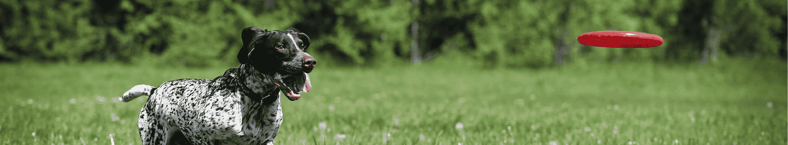 Could your dog have arthritis?