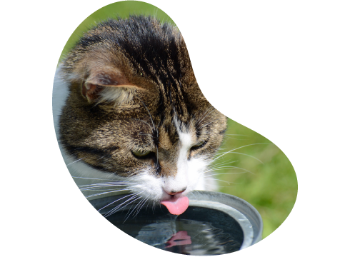 Gato Siberiano bebendo agua em um pote de alumínio. 