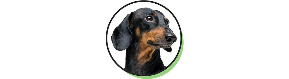 A miniature dachshund dog