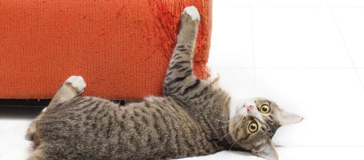 Gato arañando un sillón