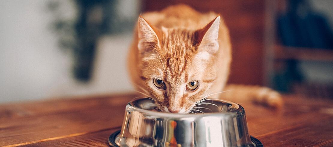 Gato laranja comendo dentro de seu pote