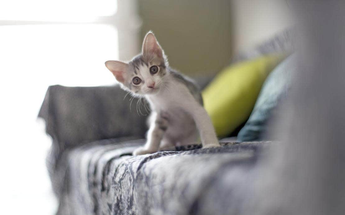 Gato resgatado de abandono, no sofá
