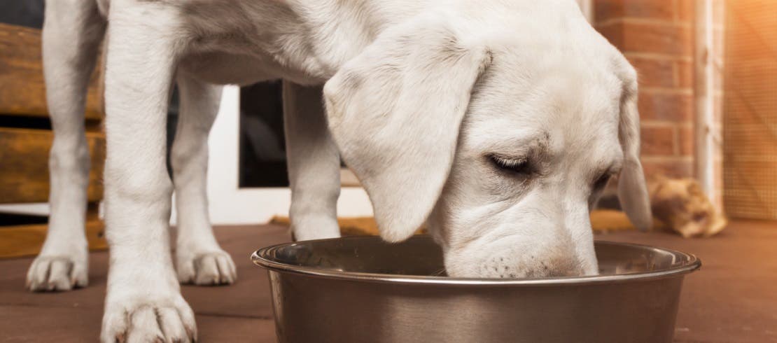 Dog having food