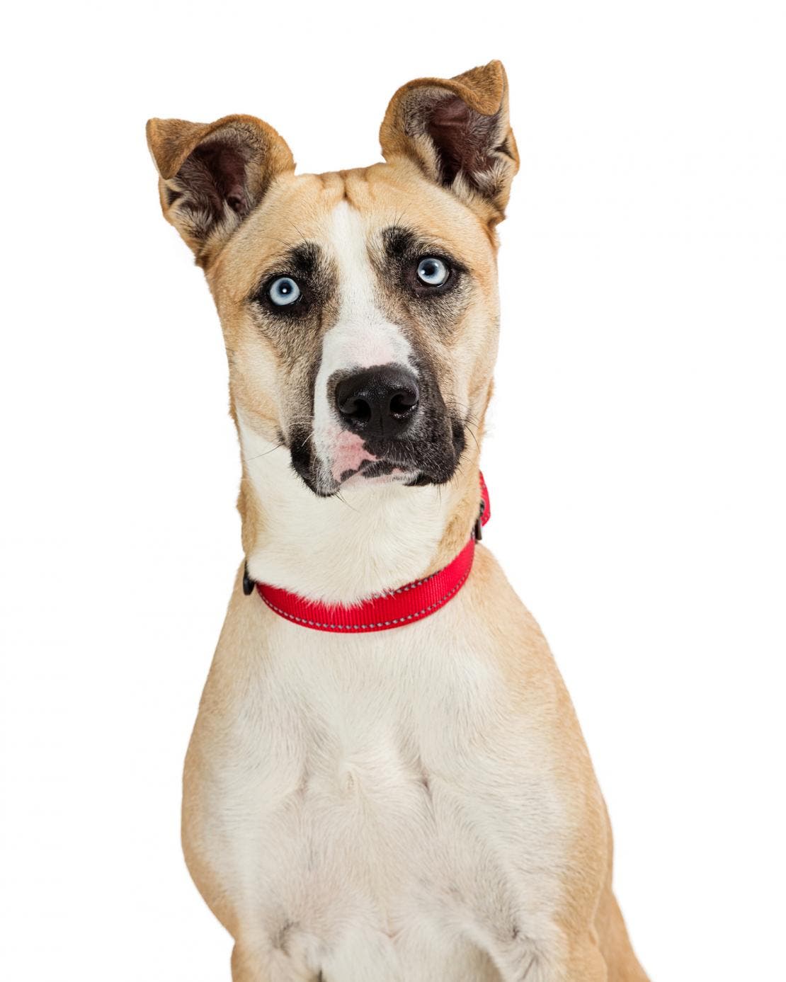 Cachorro