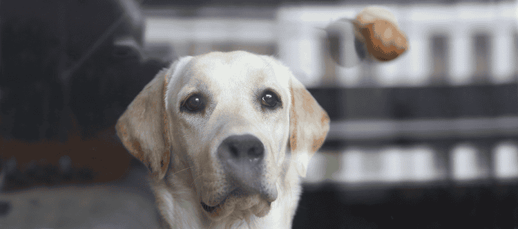 Perro mirando caracol para comerlo