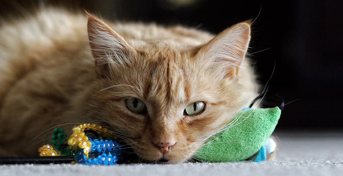 White and light orange depressed cat lying on toys