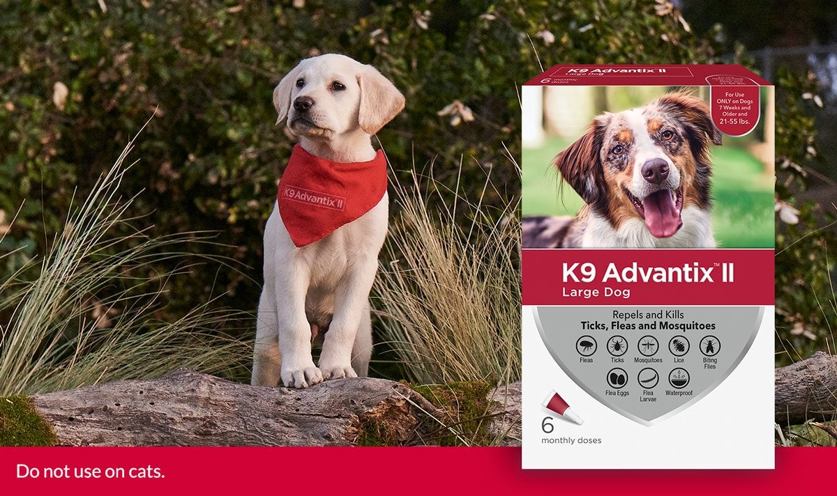 A lab puppy standing up with K9 Advantix ® II for dogs package overlay