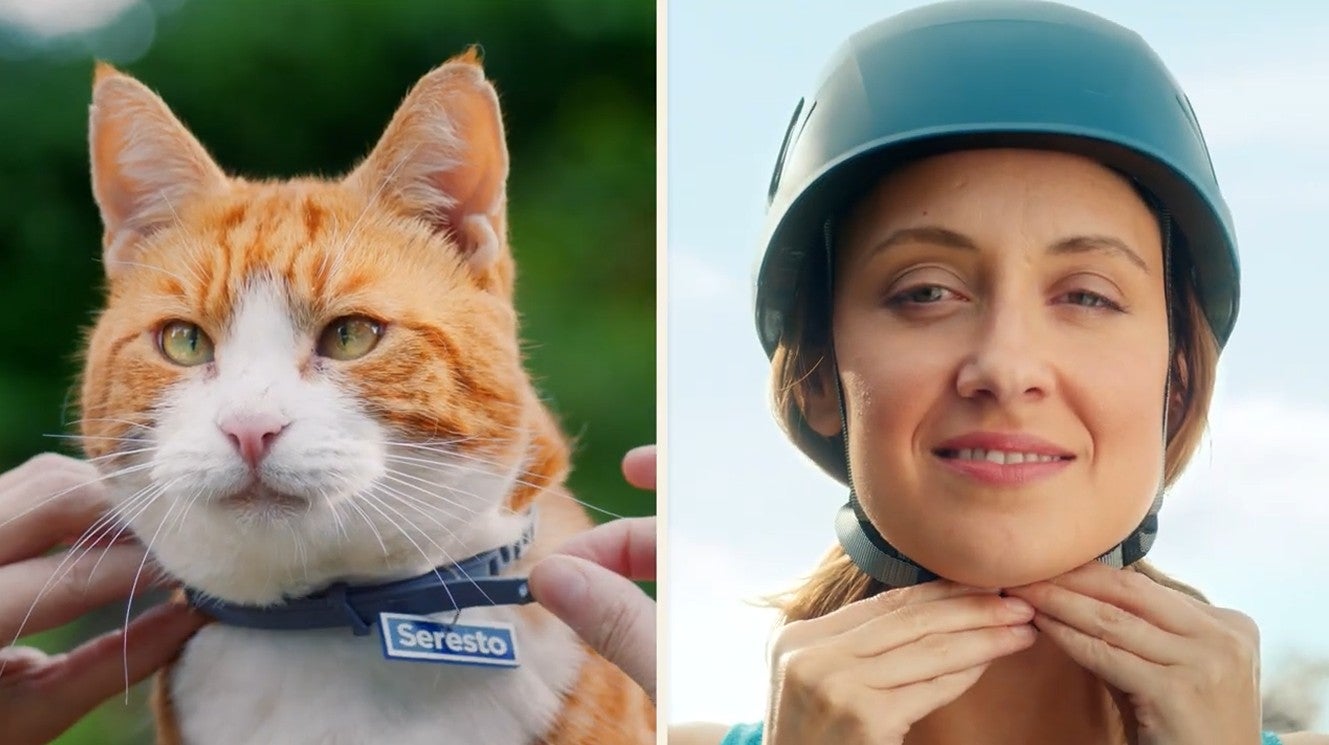 Seresto Floh- und Zeckenhalsband fr Katzen