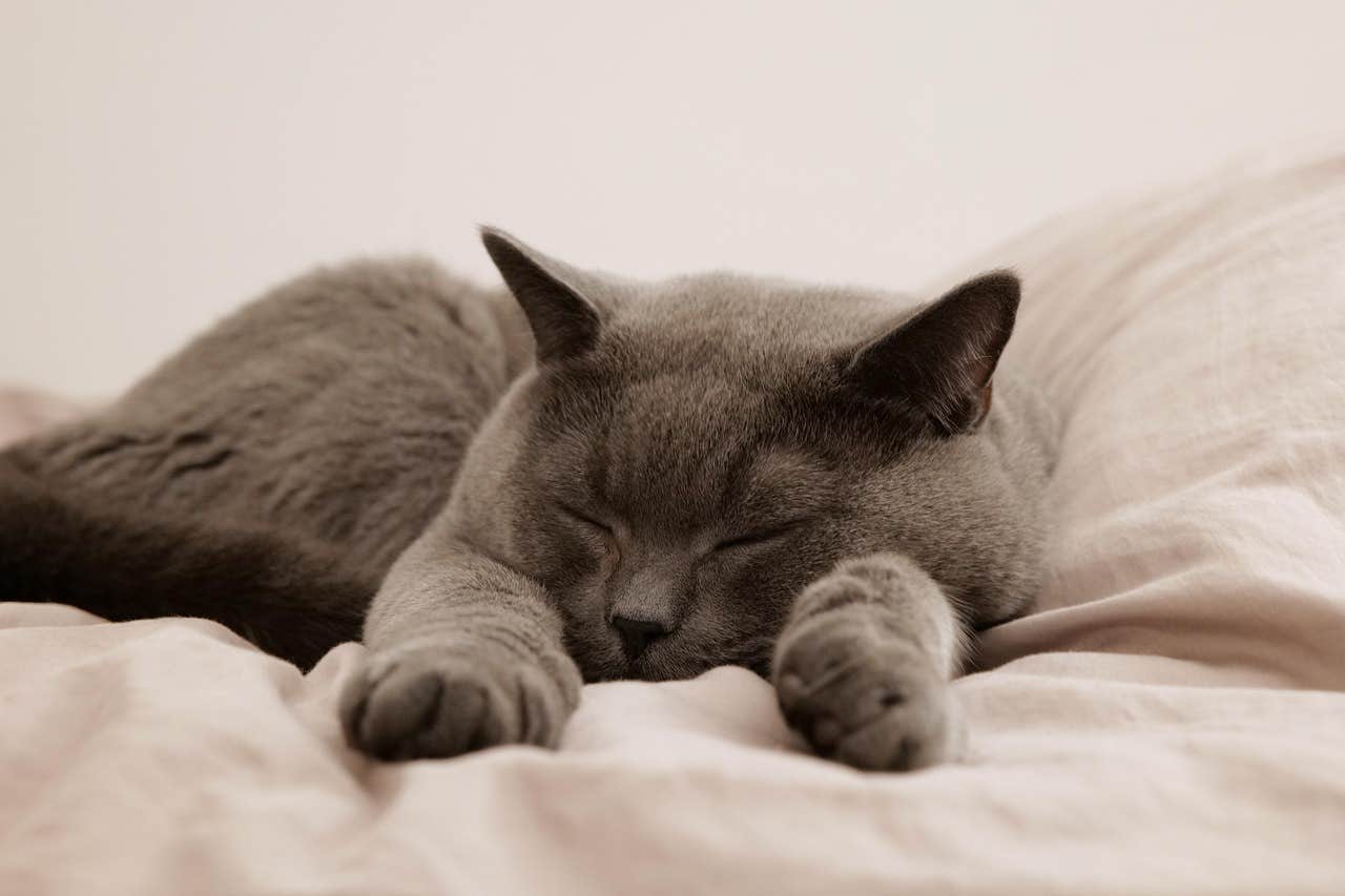Gatto che vomita giallo