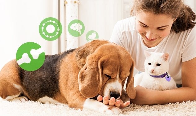 Owner feeding beagle supplement while holding white cat