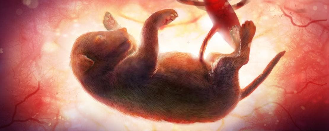 Грыжа у собаки: фото, виды, лечение