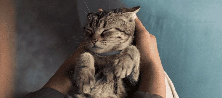 Gato pequeño con el collar Seresto para pulgas y garrapatas