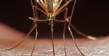 Mosquitoes suck blood and carry disease