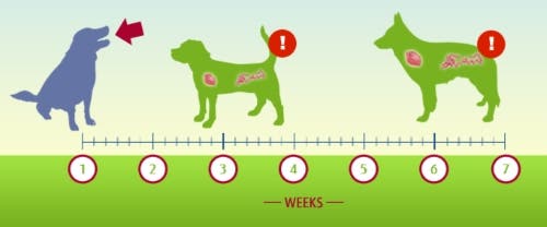 Lungworm incubation period