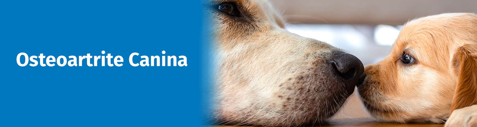 Osteoartrite Canina
