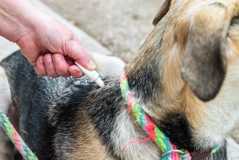 Hund får pipette i nakken med flåt- og loppemiddel