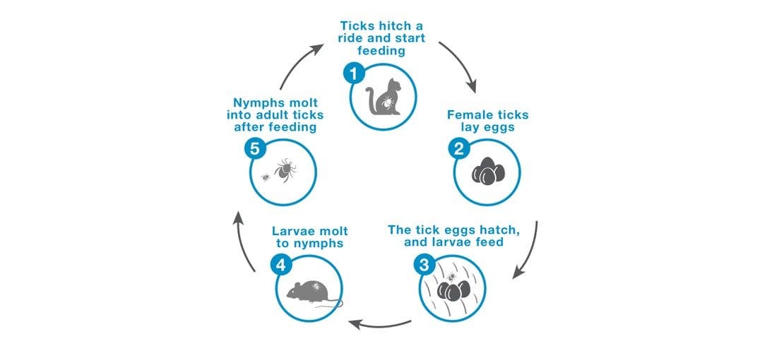 Understanding the 4 stages of the tick life cycle: eggs, larva feeding on blood, hatching to nymphs and adult ticks. 