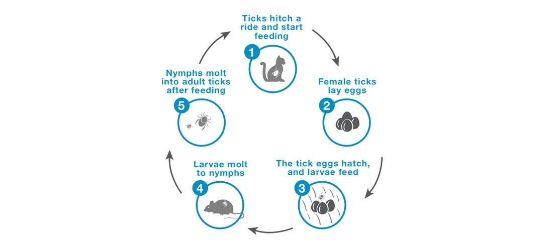 Understanding the 4 stages of the tick life cycle: eggs, larva feeding on blood, hatching to nymphs and adult ticks.