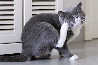 Image of a grey cat scratching with its paw