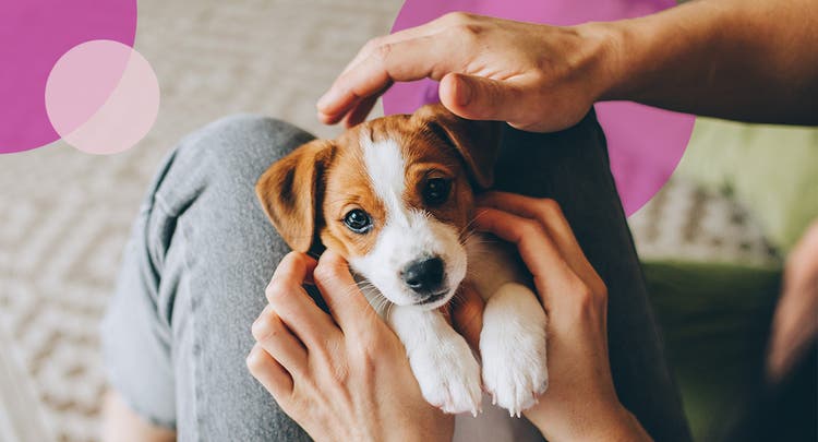 Owners holding a white and brown puppy in their lap while petting