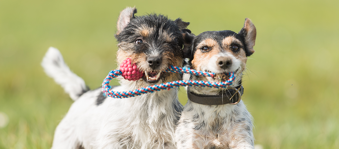 Two dogs outside playing with rope and running at risk of being contagious to one another