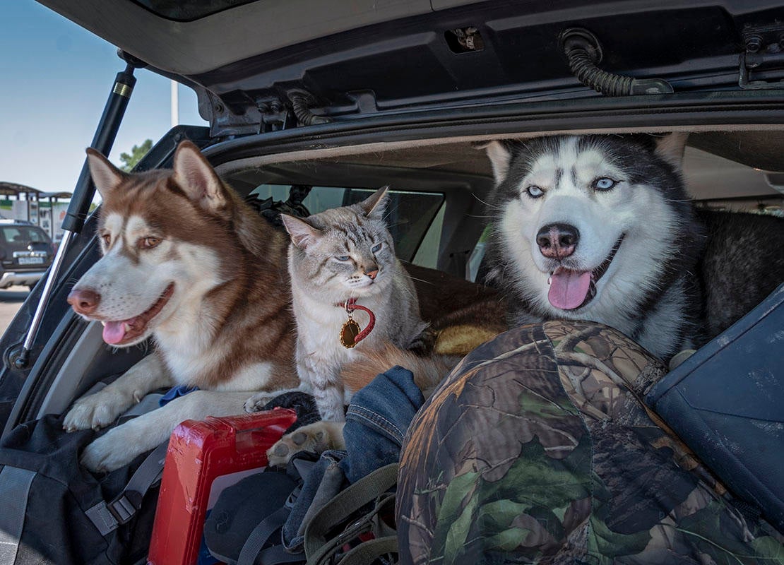 Dos perros husky y un gato siamés en un maletero lleno de equipaje