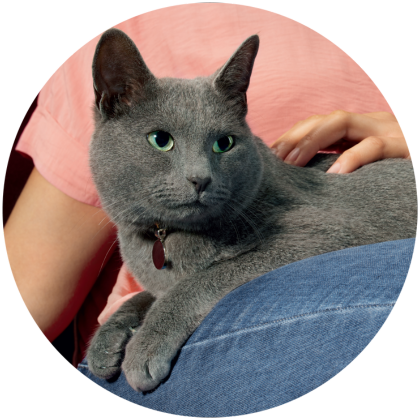 Perda de apetite e peso é comum em gatos com DRC