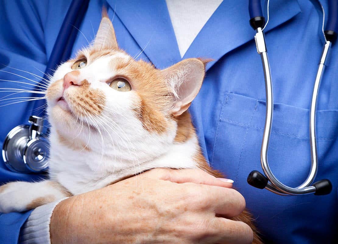 Kat bij de dierenarts