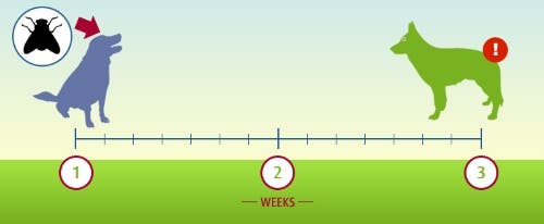 Eyeworms incubation period