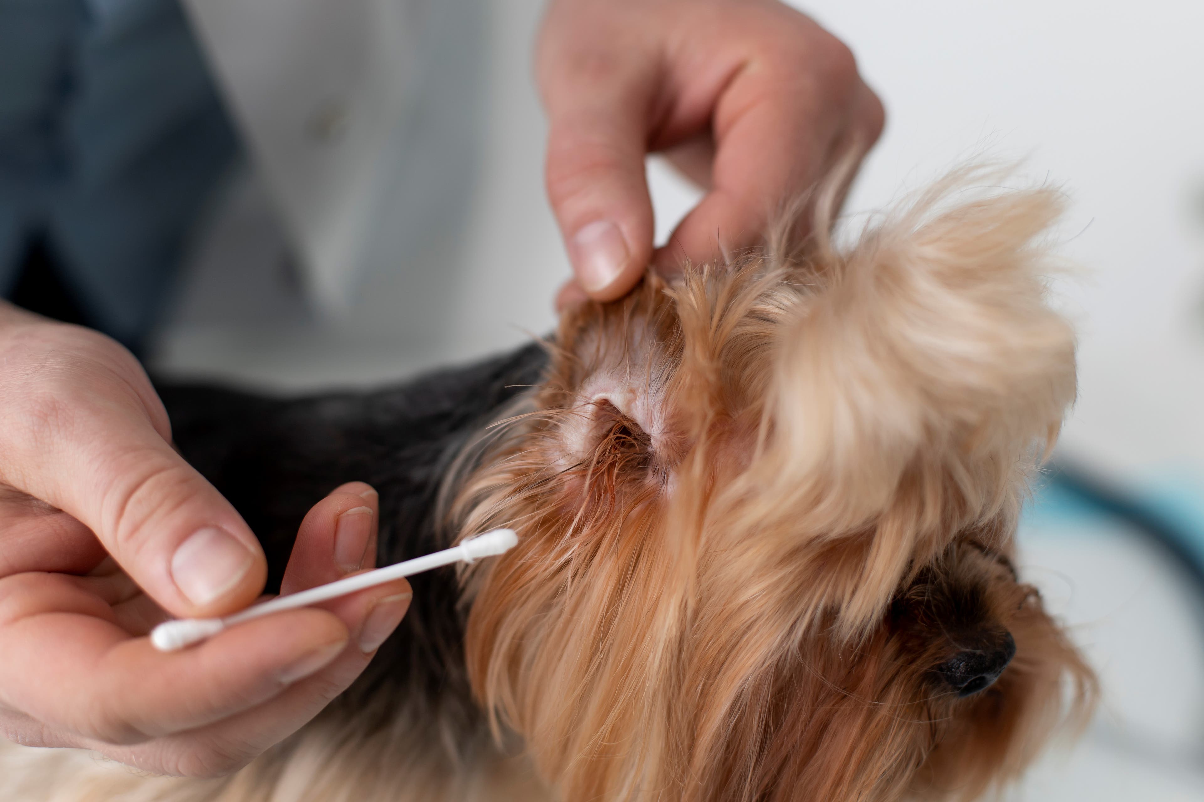 Immagine di come lavare il cane