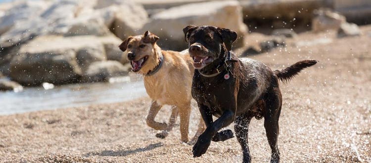  two dogs happily running on the beach