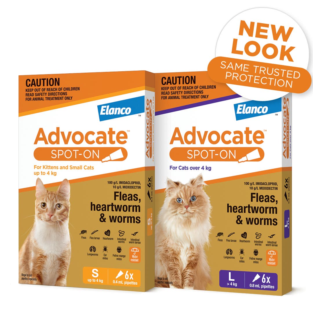 can tobacco kill worms in cats Does dogs? My kitten ate a cigarette