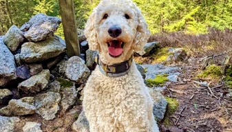 A yellow labradoodle wearing a Seresto® collar sitting in a wooded area