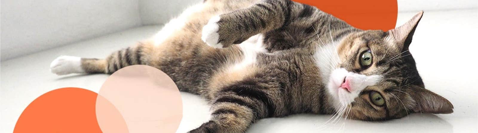 Tabby cat with white markings laying on side and looking at camera