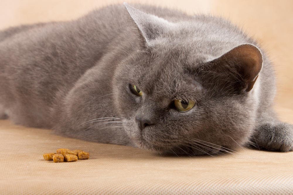 Un chat bleu apathique est couché à côté de ses croquettes sans les manger. 