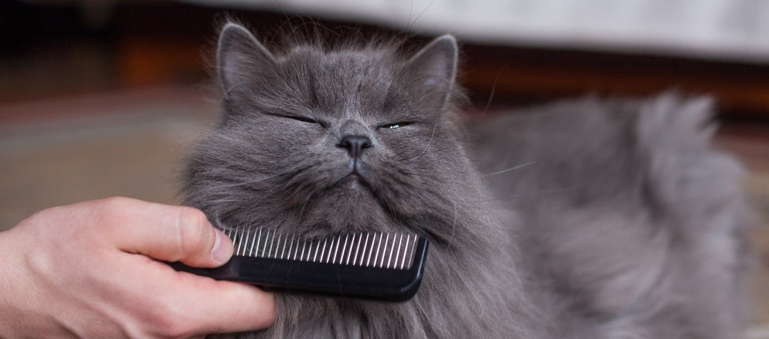 How to Get Rid of Cat Dandruff