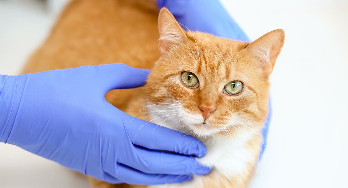 Everything You Need to Know About Feline Diabetes