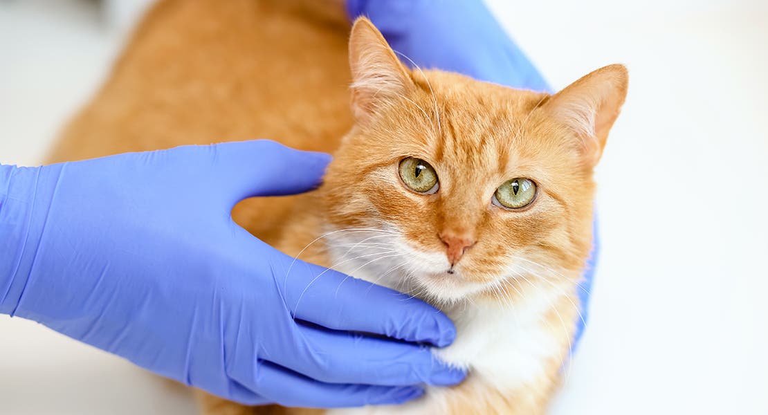 Everything You Need To Know About Feline Diabetes everything-you-need-to-know-about-feline-diabetes