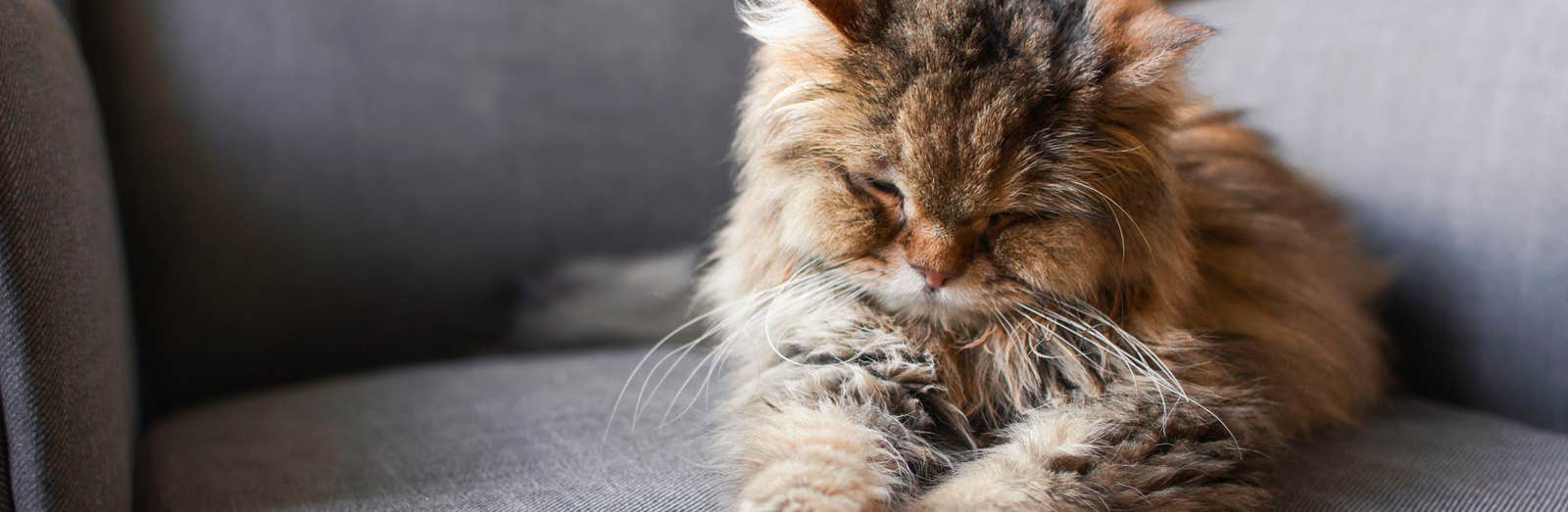 Oude kat slaapt op een grijze stoel 