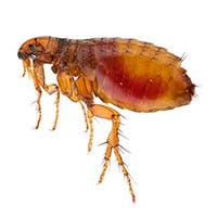 Fleas that target cats and dogs