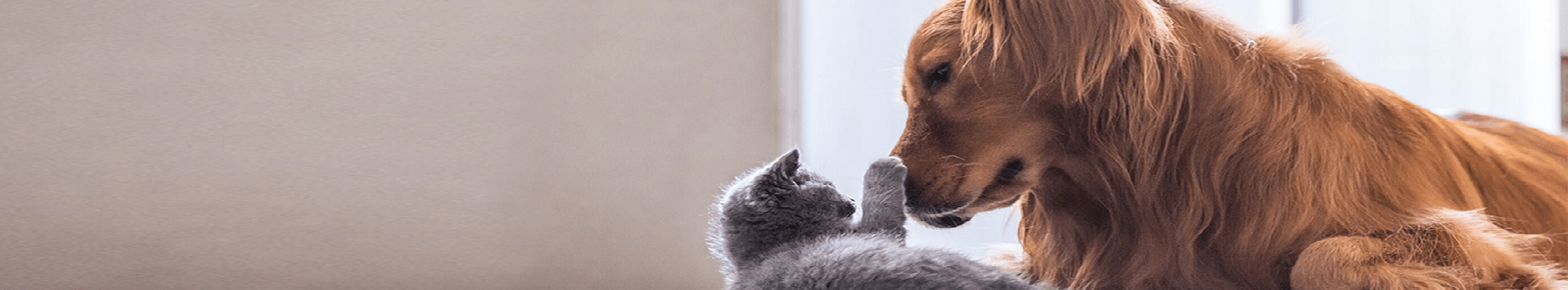 Hond en kat