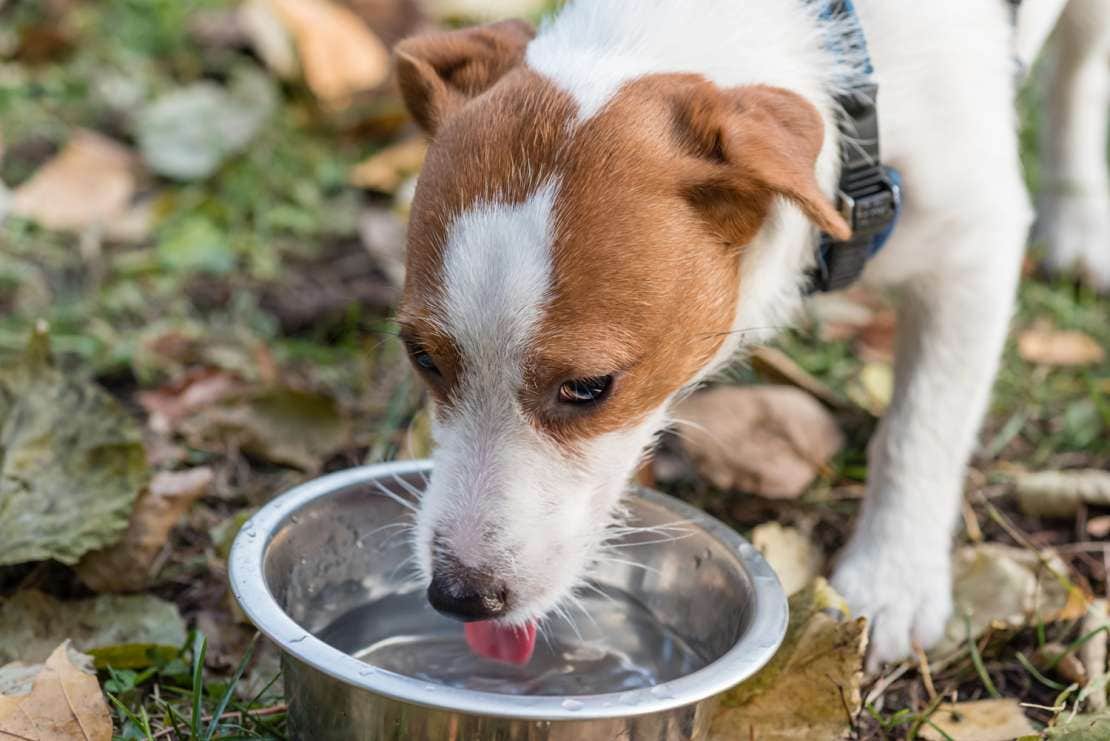 Terrier drinking
