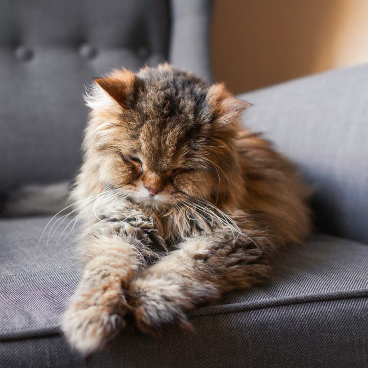 Oude kat slaapt op een grijze stoel 