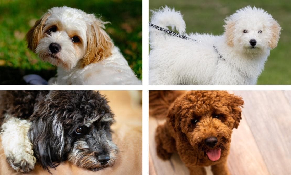 four cavoodle dogs profile