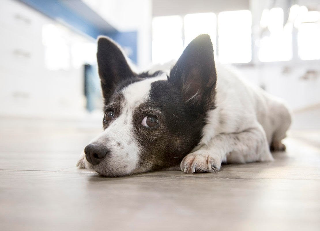 Six ways to treat arthritis in your dog