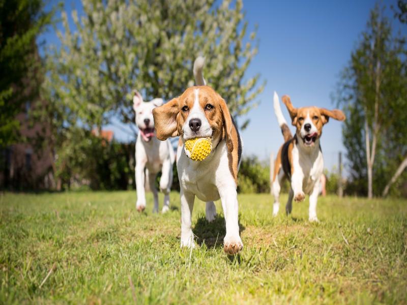 Pipicanes, parques caninos y áreas para perros con elementos de agility,  ¿son beneficiosas o peligrosas para los canes?